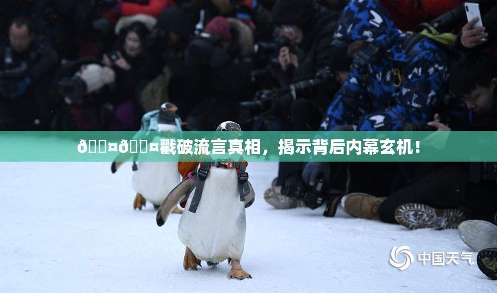 🐤🐤戳破流言真相,揭示背后内幕玄机!