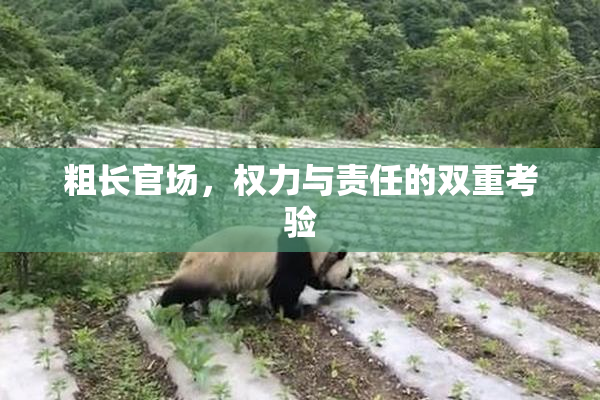 粗长官场，权力与责任的双重考验