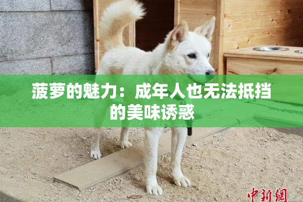 菠萝的魅力：成年人也无法抵挡的美味诱惑