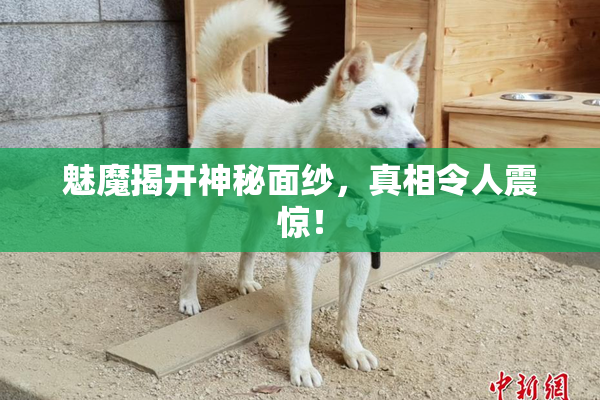 魅魔揭开神秘面纱，真相令人震惊！