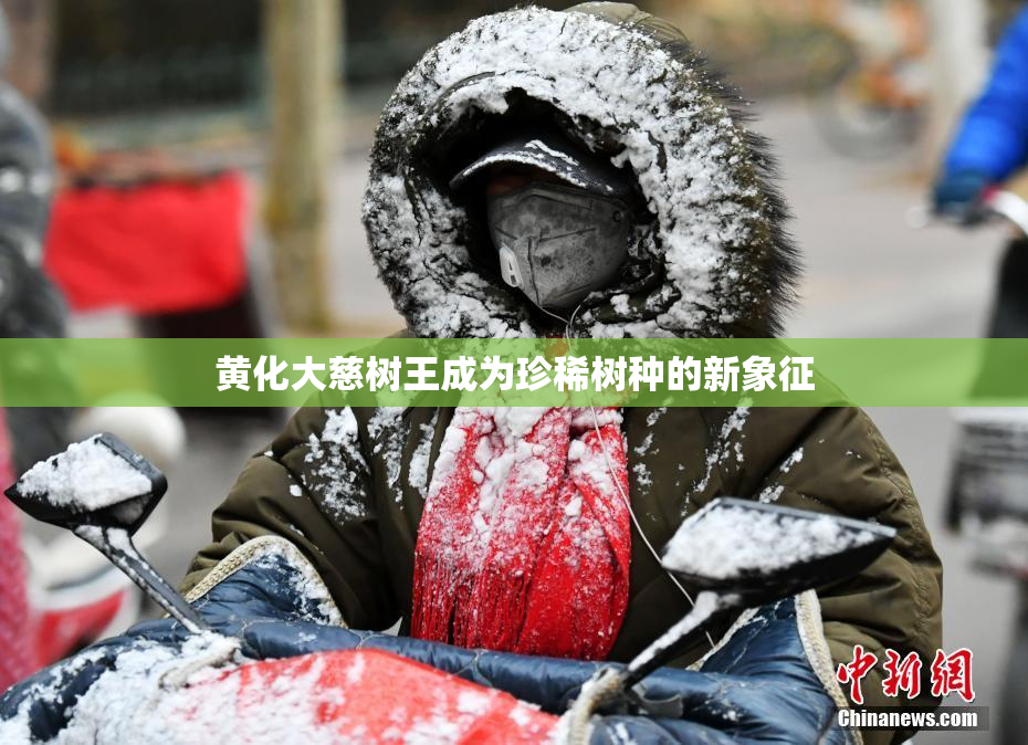 黄化大慈树王成为珍稀树种的新象征