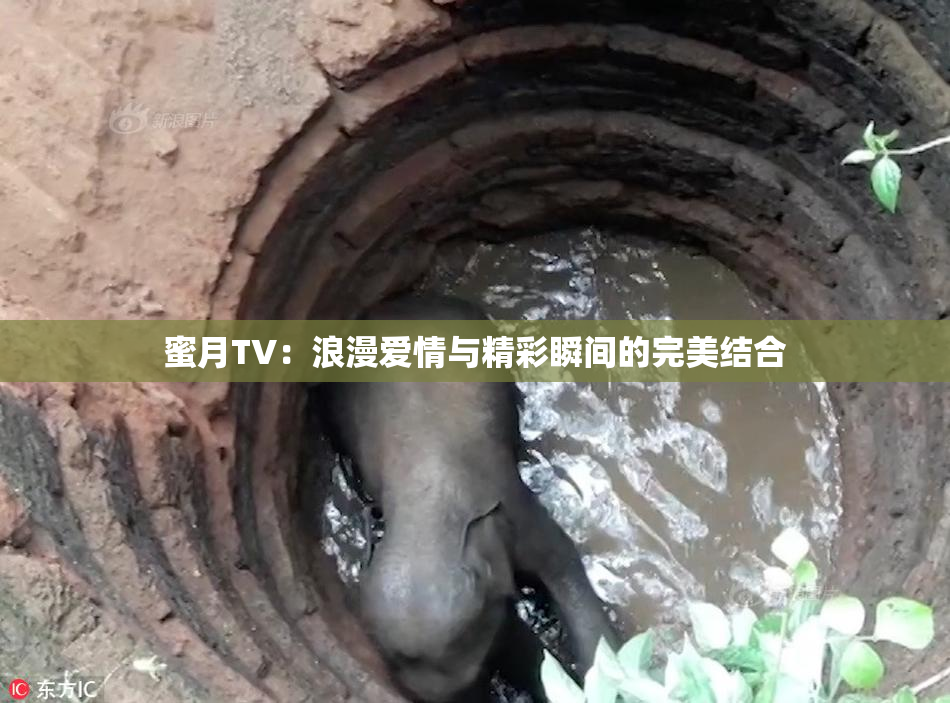 蜜月TV：浪漫爱情与精彩瞬间的完美结合