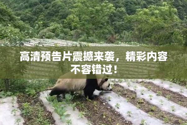 高清预告片震撼来袭，精彩内容不容错过！
