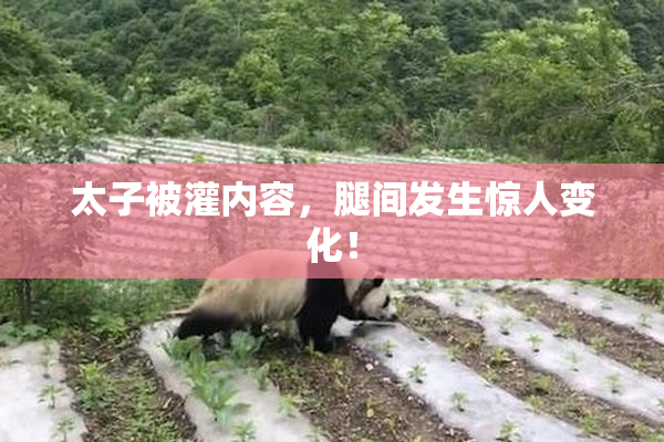 太子被灌内容，腿间发生惊人变化！