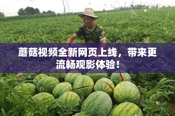 蘑菇视频全新网页上线，带来更流畅观影体验！