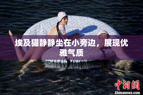 埃及猫静静坐在小旁边，展现优雅气质
