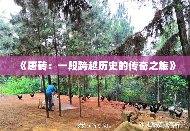 《唐砖：一段跨越历史的传奇之旅》