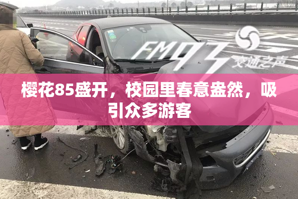 樱花85盛开，校园里春意盎然，吸引众多游客
