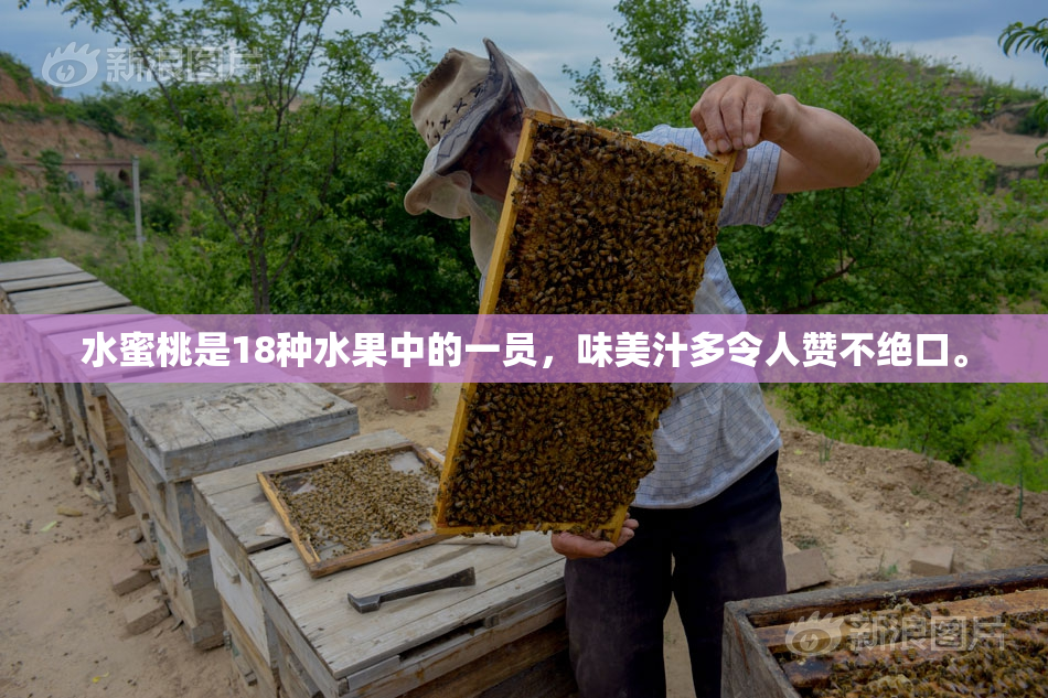 水蜜桃是18种水果中的一员，味美汁多令人赞不绝口。