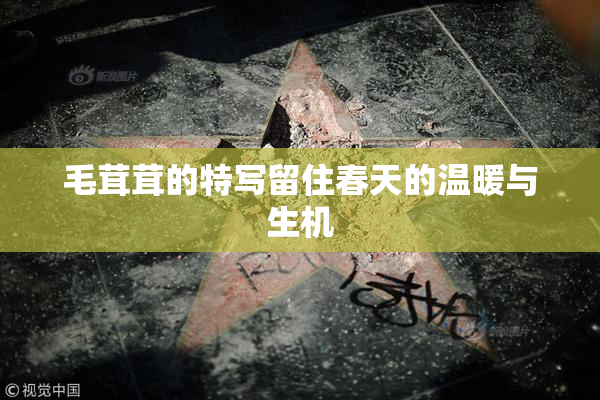 毛茸茸的特写留住春天的温暖与生机