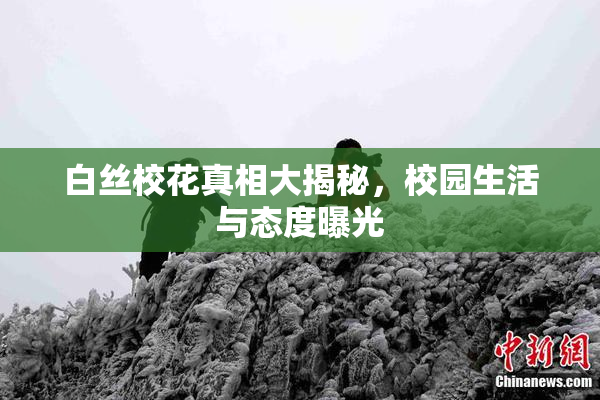 白丝校花真相大揭秘，校园生活与态度曝光