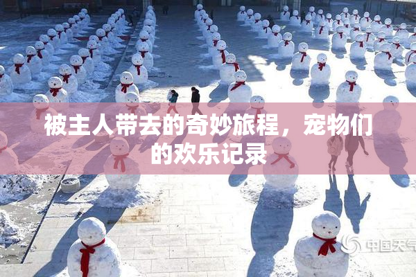 被主人带去的奇妙旅程，宠物们的欢乐记录