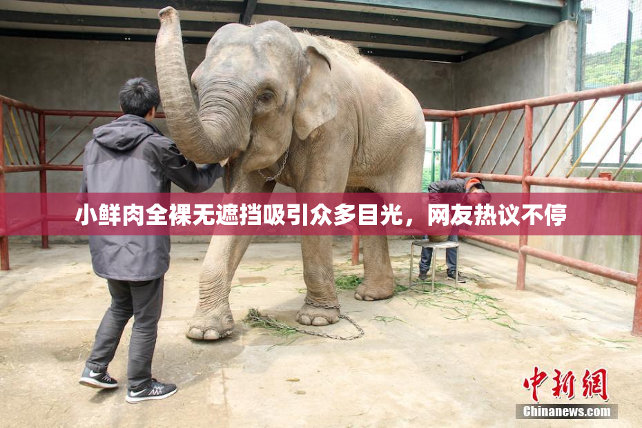 小鲜肉全裸无遮挡吸引众多目光，网友热议不停