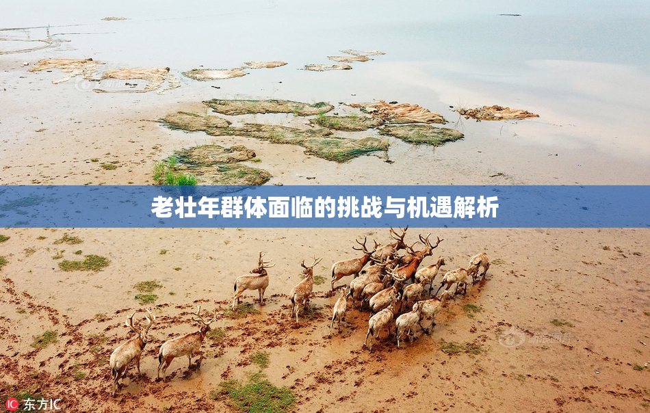 老壮年群体面临的挑战与机遇解析