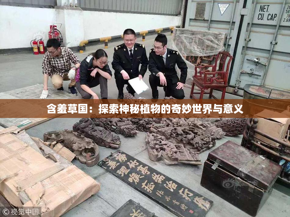 含羞草国：探索神秘植物的奇妙世界与意义