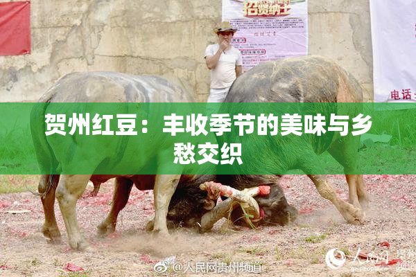 贺州红豆：丰收季节的美味与乡愁交织