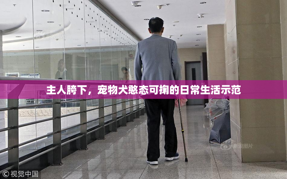 主人胯下，宠物犬憨态可掬的日常生活示范