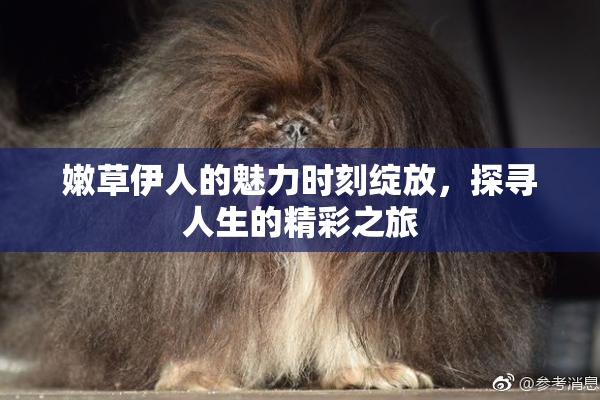 嫩草伊人的魅力时刻绽放，探寻人生的精彩之旅