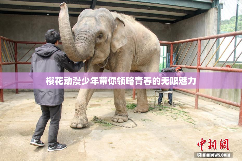 樱花动漫少年带你领略青春的无限魅力