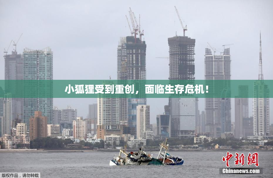 小狐狸受到重创，面临生存危机！