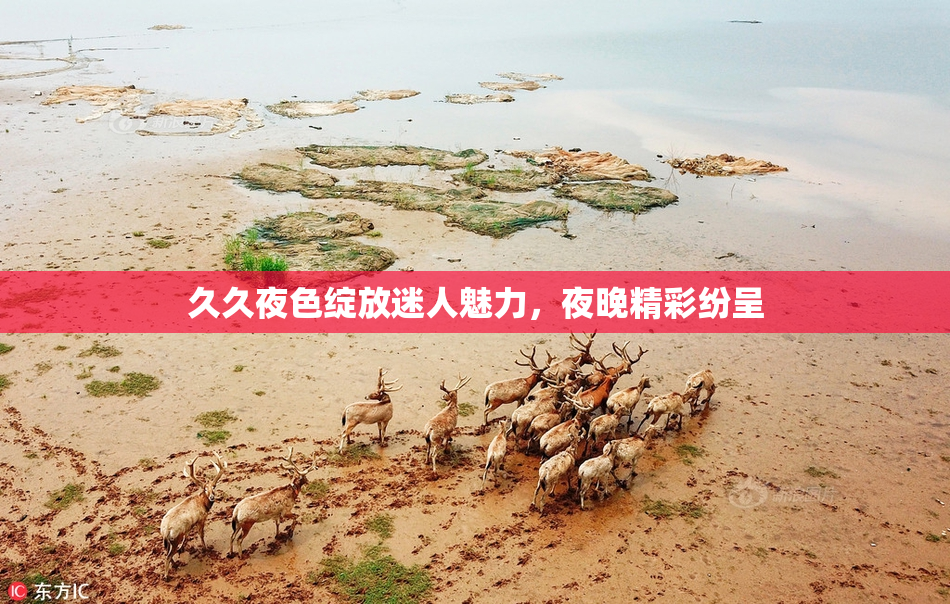 久久夜色绽放迷人魅力，夜晚精彩纷呈