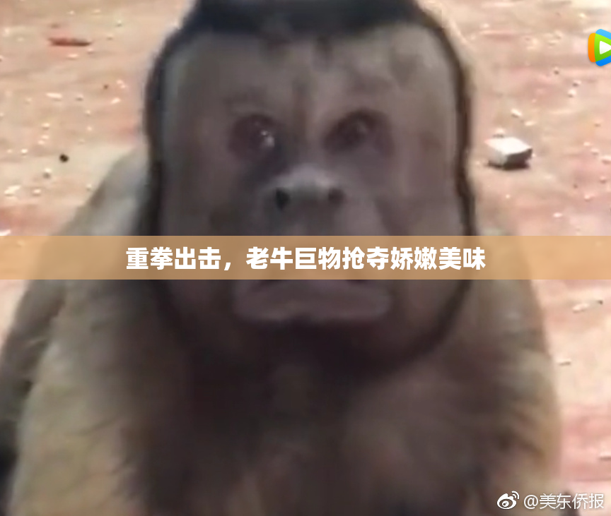 重拳出击，老牛巨物抢夺娇嫩美味