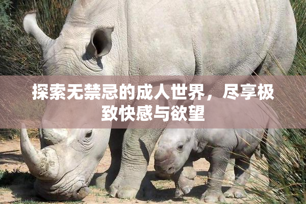 探索无禁忌的成人世界，尽享极致快感与欲望