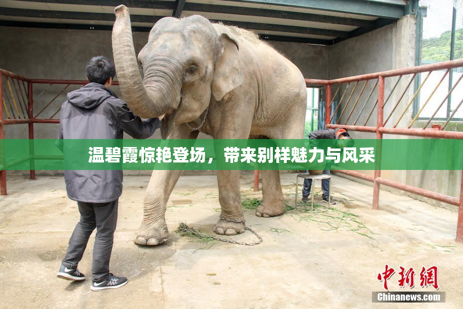 温碧霞惊艳登场，带来别样魅力与风采