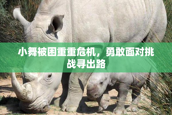 小舞被困重重危机，勇敢面对挑战寻出路