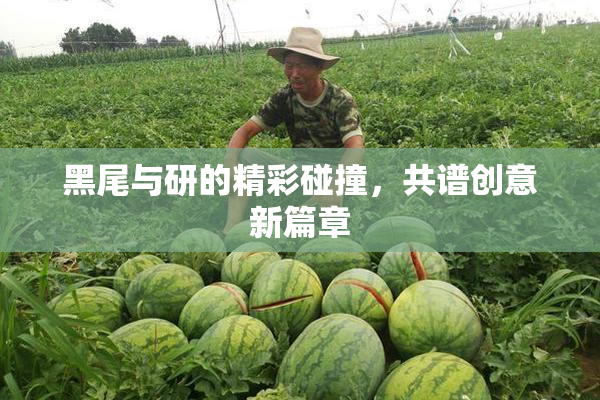 黑尾与研的精彩碰撞，共谱创意新篇章