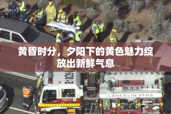 黄昏时分，夕阳下的黄色魅力绽放出新鲜气息