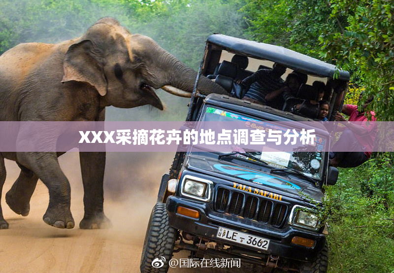 XXX采摘花卉的地点调查与分析