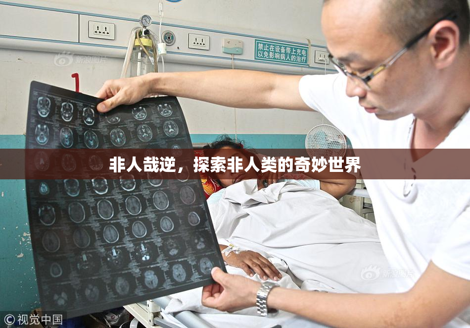 非人哉逆，探索非人类的奇妙世界