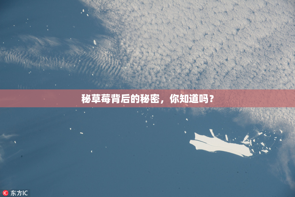 秘草莓背后的秘密，你知道吗？