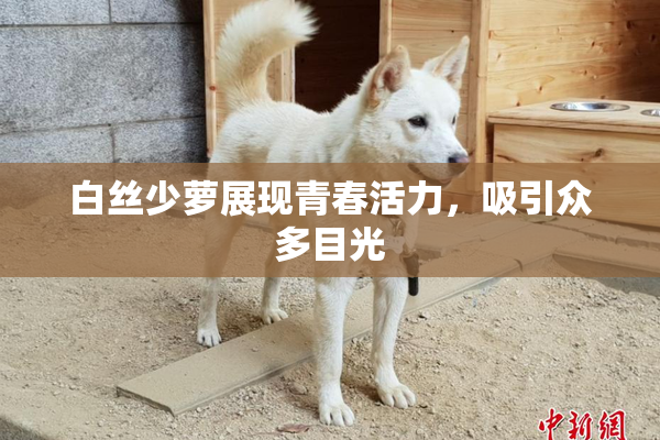 白丝少萝展现青春活力，吸引众多目光