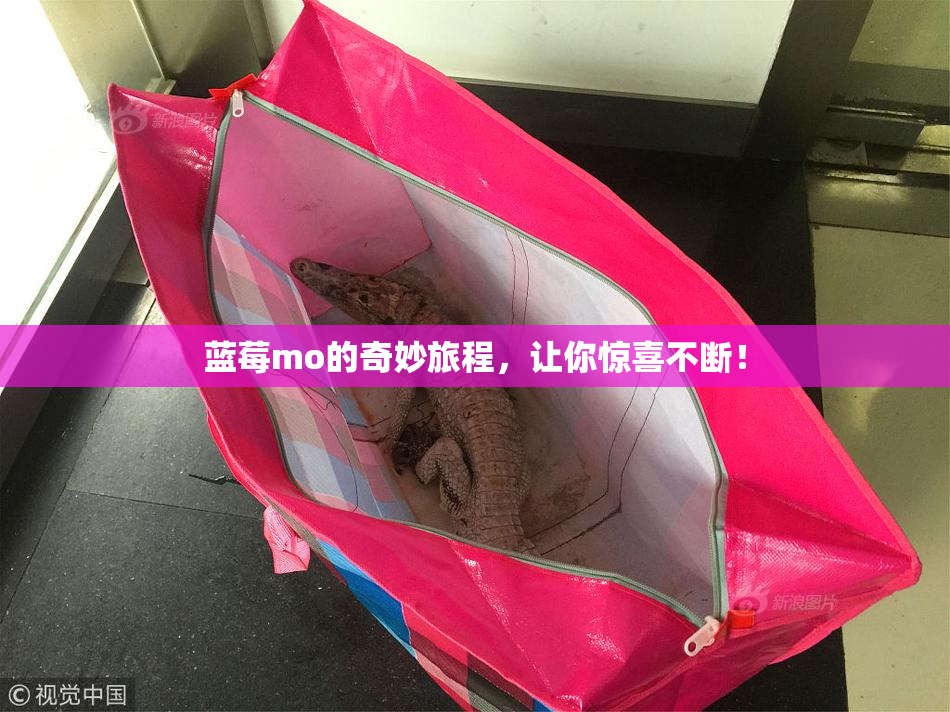 蓝莓mo的奇妙旅程，让你惊喜不断！