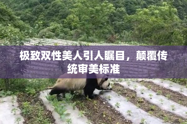 极致双性美人引人瞩目，颠覆传统审美标准
