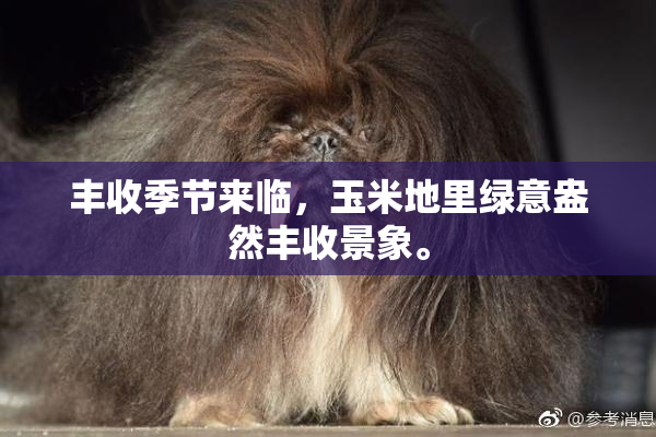 丰收季节来临，玉米地里绿意盎然丰收景象。