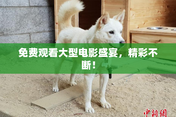 免费观看大型电影盛宴，精彩不断！