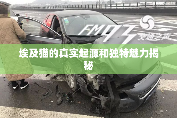 埃及猫的真实起源和独特魅力揭秘