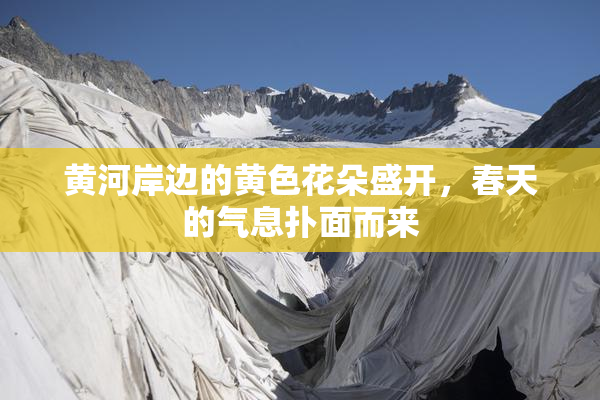 黄河岸边的黄色花朵盛开，春天的气息扑面而来