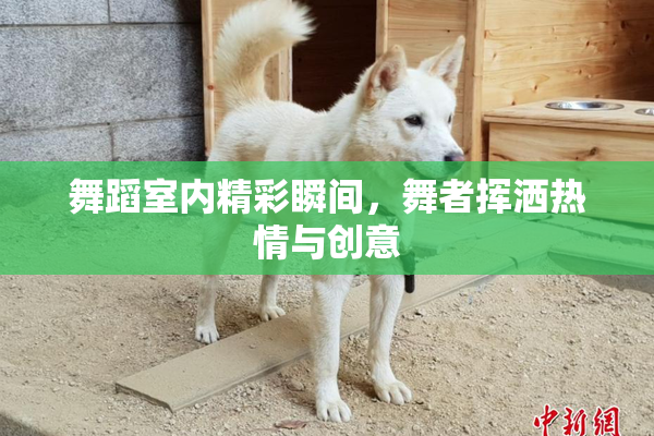 舞蹈室内精彩瞬间，舞者挥洒热情与创意
