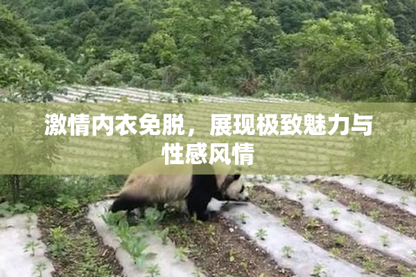 激情内衣免脱，展现极致魅力与性感风情