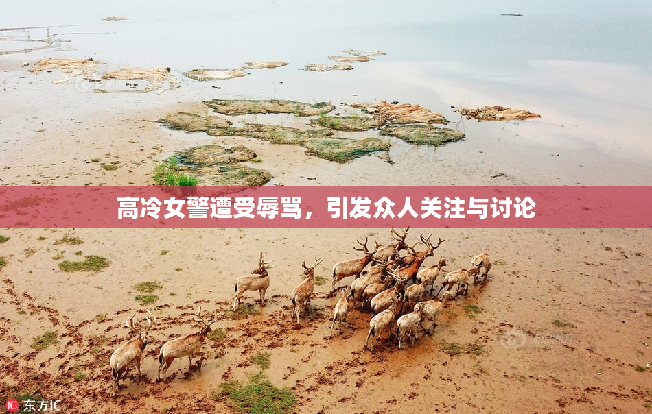 高冷女警遭受辱骂，引发众人关注与讨论