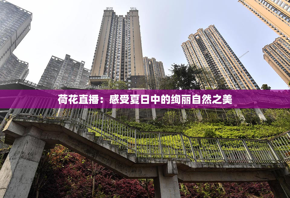 荷花直播：感受夏日中的绚丽自然之美