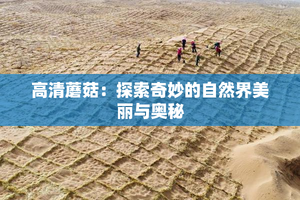 高清蘑菇：探索奇妙的自然界美丽与奥秘