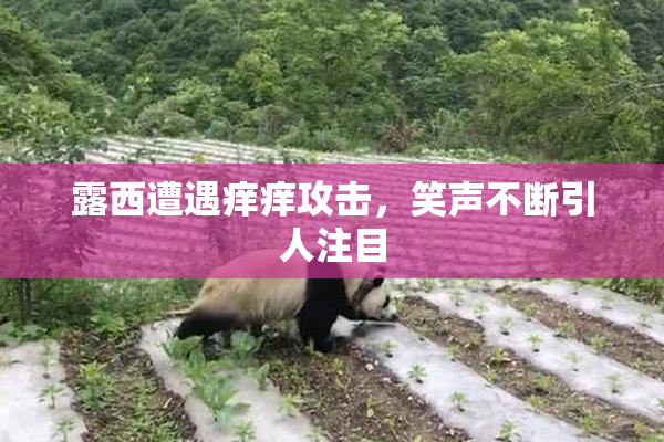 露西遭遇痒痒攻击，笑声不断引人注目