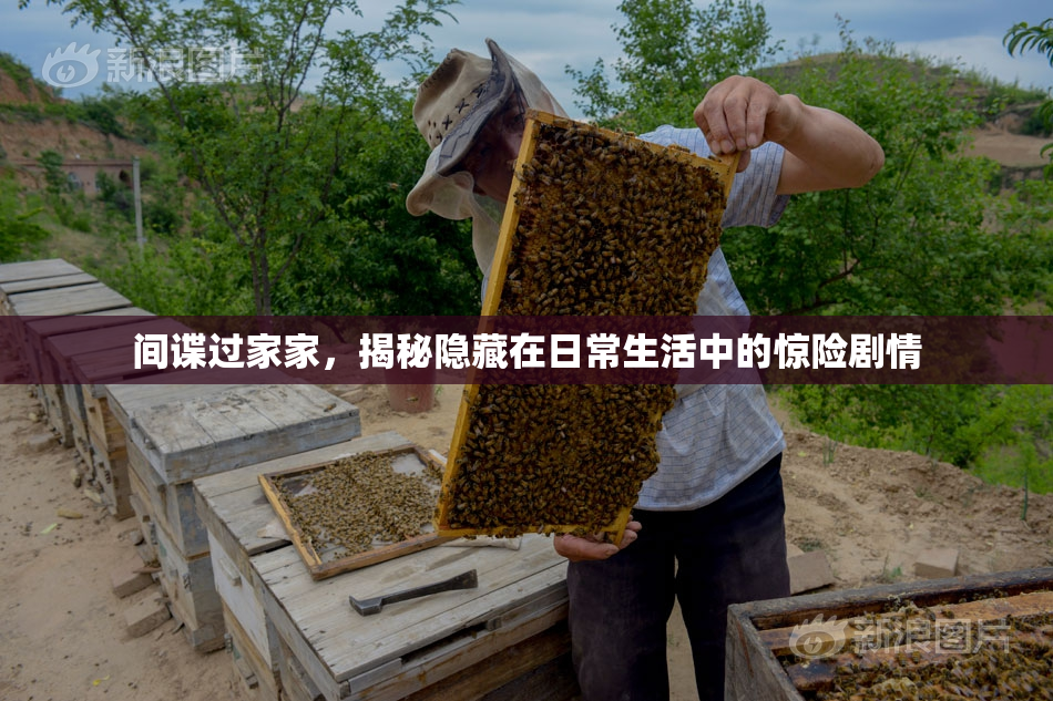 间谍过家家，揭秘隐藏在日常生活中的惊险剧情