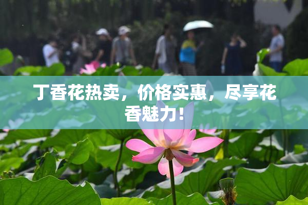 丁香花热卖，价格实惠，尽享花香魅力！
