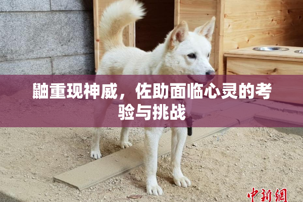 鼬重现神威，佐助面临心灵的考验与挑战